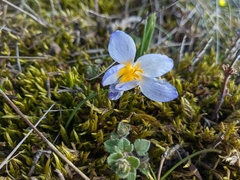 Crocus tauricus