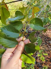 Colubrina arborescens