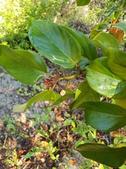 Colubrina arborescens