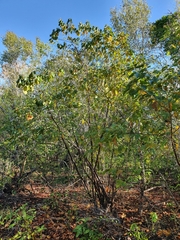 Colubrina arborescens