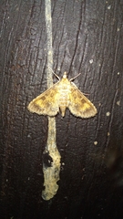 Niphograpta albiguttalis