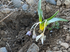 Colchicum triphyllum