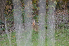 Oryctolagus cuniculus