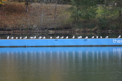 Chroicocephalus ridibundus