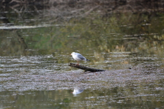 Chroicocephalus ridibundus