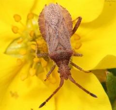 Coriomeris denticulatus