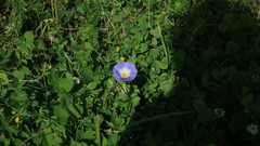 Convolvulus tricolor