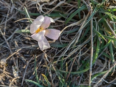 Colchicum triphyllum