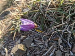 Crocus tauricus