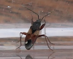 Eremocoris abietis