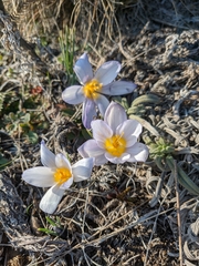 Crocus tauricus
