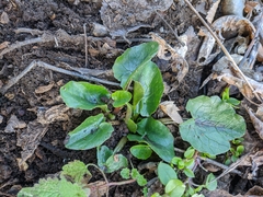 Ficaria verna calthifolia
