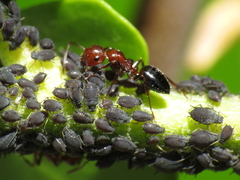 Aphis hederae