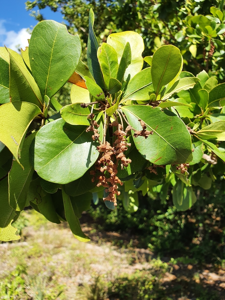 Gregorywood (Terminalia buceras)