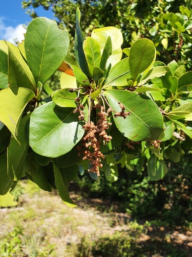 Terminalia buceras