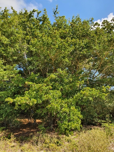 Terminalia buceras