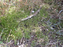 Hornungia procumbens