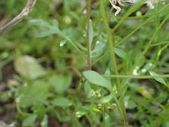 Hornungia procumbens