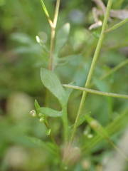 Hornungia procumbens