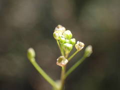 Hornungia procumbens