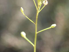 Hornungia procumbens