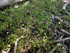 Hornungia procumbens