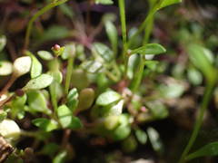 Hornungia procumbens