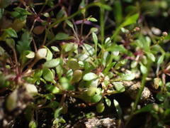 Hornungia procumbens