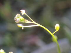 Hornungia procumbens