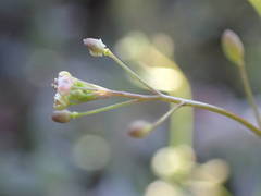 Hornungia procumbens