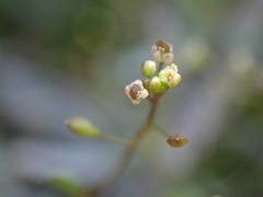 Hornungia procumbens