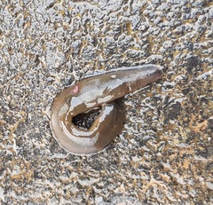 Trocheta
