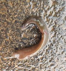 Trocheta