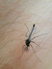Nematocera