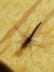 Nematocera