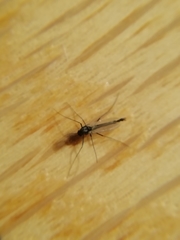 Nematocera