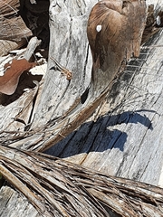 Leiocephalus lunatus