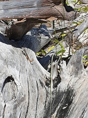 Leiocephalus lunatus