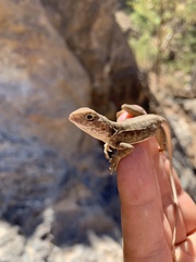 Ctenophorus vadnappa