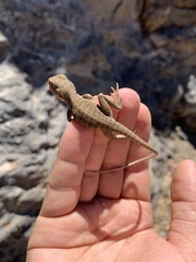 Ctenophorus vadnappa