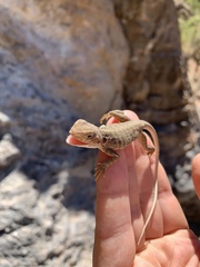 Ctenophorus vadnappa