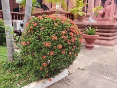 Ixora chinensis