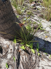 Cyperus planifolius