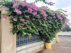 Bougainvillea spectabilis