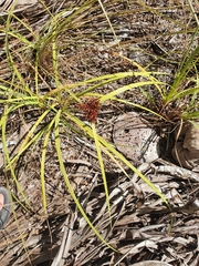 Cyperus planifolius