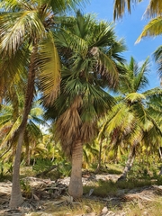 Sabal domingensis