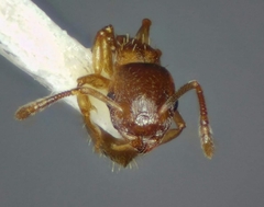 Temnothorax crasecundus