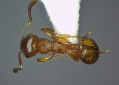 Temnothorax crasecundus