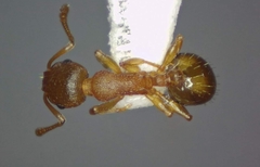 Temnothorax crasecundus