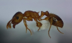 Temnothorax crasecundus